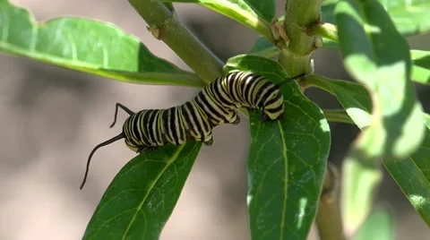 4k monarch caterpillar on leaf Stock Footage 68897700