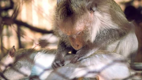 4k monkey footage  Stock Footage 148638414