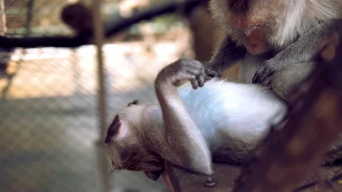 4k monkey footage  Video stock 148638601