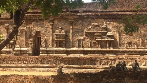 4K Monkeys In Ancient Temples In Sri Lanka Stock Footage 116797827