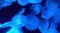 4K Moon Jellyfish Aurelia Aurita 01 4k or 4k+ Resolution