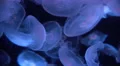 4K Moon Jellyfish Aurelia Aurita 03 4k or 4k+ Resolution