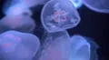4K Moon Jellyfish Aurelia Aurita 02 4k or 4k+ Resolution