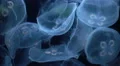 4K Moon Jellyfish Aurelia Aurita 13 4k or 4k+ Resolution