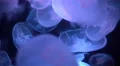 4K Moon Jellyfish Aurelia Aurita 11 4k or 4k+ Resolution