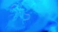 4K Moon Jellyfish Aurelia Aurita 08 4k or 4k+ Resolution