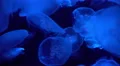 4K Moon Jellyfish Aurelia Aurita 05 4k or 4k+ Resolution