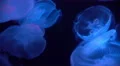 4K Moon Jellyfish Aurelia Aurita 04 4k or 4k+ Resolution