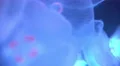 4K Moon Jellyfish Aurelia Aurita 10 4k or 4k+ Resolution