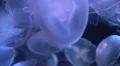 4K Moon Jellyfish Aurelia Aurita 07 4k or 4k+ Resolution