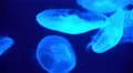 4K Moon Jellyfish Aurelia Aurita 09 4k or 4k+ Resolution