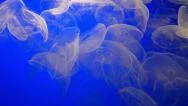 4K Moon Jellyfish Underwater Stock Footage