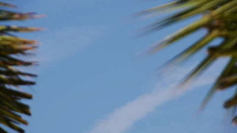 4K Moon Timelapse Through Palm Tree Leaves 스톡 동영상 244556747