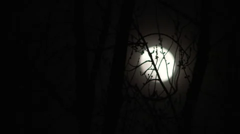 4K Moon with Tree Rack Focus Stock Footage