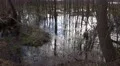 4k Moor with mirroring trees and clouds water surface 4k or 4k+ Resolution
