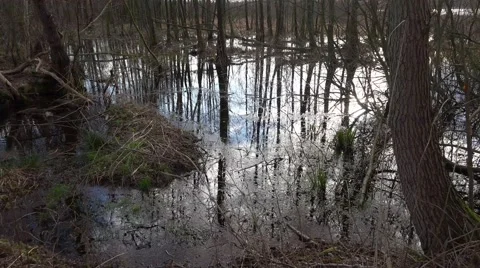 4k Moor with mirroring trees and clouds water surface Stock Footage 48846349
