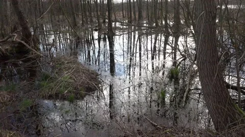 4k Moor with mirroring trees and clouds water surface Stock Footage 48846429