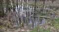 4k Moor with mirroring trees and clouds water surface 4k or 4k+ Resolution