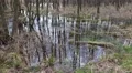 4k Moor with mirroring trees and clouds water surface 4k or 4k+ Resolution