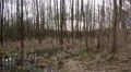 4k Moor with mirroring trees and clouds panning 4k or 4k+ Resolution