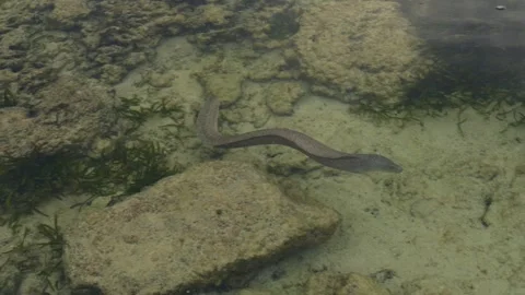 4K moray eels hunting in shallow seagrass off Maldives Видео 262841423