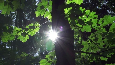 4K morning in the forest Stock Footage 80706546