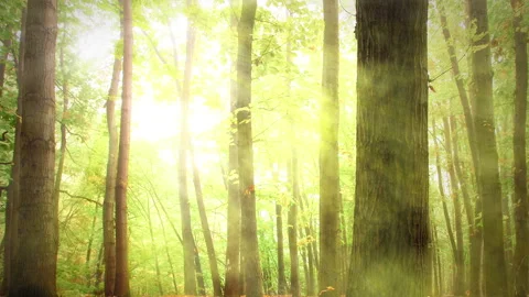 4K morning in a  forest Stock Footage 85481495