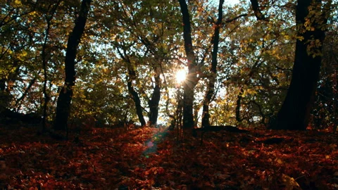 4K morning in a  forest Stock Footage 87330932