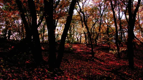 4K morning in a  forest Stock Footage 87407153