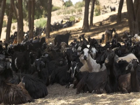 4K Moroccan goats eating 스톡 동영상 70307657