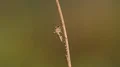 4K Mosquito (Culicidae) Perching 4k or 4k+ Resolution