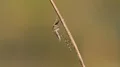 4K Mosquito (Culicidae) Perching 4k or 4k+ Resolution