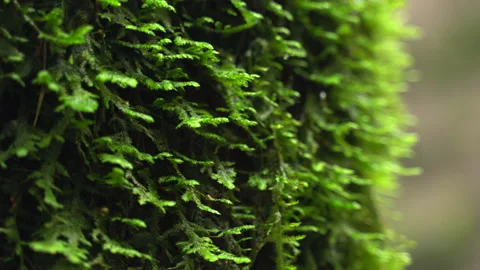 4K Moss closeup macro shot on a tree Stock Footage 148261305