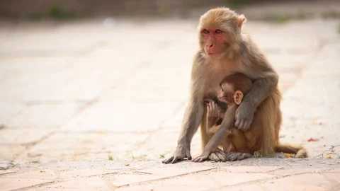 4K Mother monkey sitting on bare ground protecting and nurturing its cub l Stock-Footage 118888518