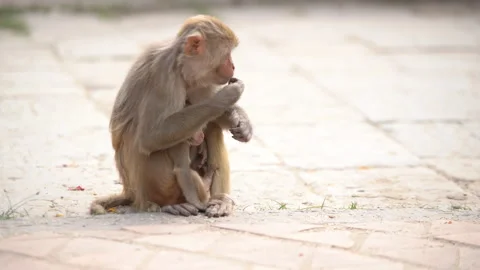 4K Mother monkey sitting on bare ground protecting and nurturing its cub. Monkey 動画素材 260071450