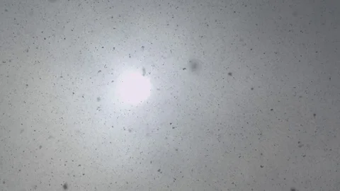 4K: Motion Background Snowfall through Sunlight/Details Stock Footage 72759818
