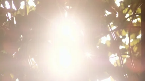 4K: Motion Background Sunlight Through Foilage Stock Footage 72803133