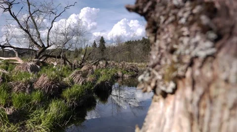 4k Motion Controlled Timelapse River Clouds Tree Stock Footage 49570063