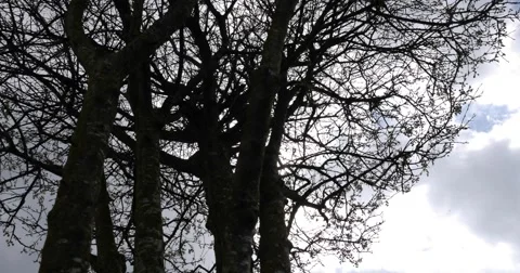 4k Motion Controlled Timelapse Tree Clouds Stock Footage 49304110