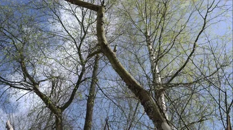 4k Motion Controlled Timelapse Tree Clouds Stock Footage 49581318