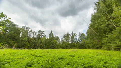 4k motion controlled Timelapse with wild meadow in forest. Stock Footage 160272491