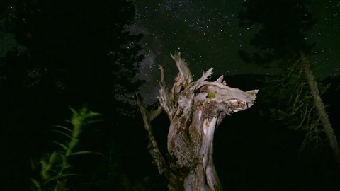 4K motion timelapse. milky way over the forest, dry tree snag Stock Footage 95770003