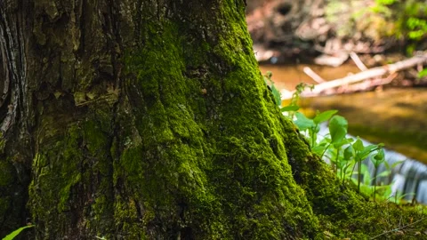 4K Motion Timelapse of Mossy Tree and Background Waterfall Stock Footage 244492111