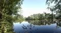 4k motion view of a pond in Nature Reserve 4k or 4k+ Resolution
