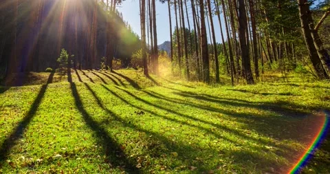 4k mountain evergreen pine tree forest time lapse at the summer or autumn time Stock Footage 221684479