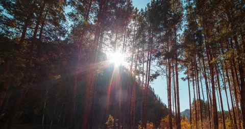 4k mountain evergreen pine tree forest time lapse at the summer or autumn time Stock Footage 221696070