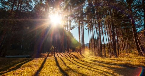 4k mountain evergreen pine tree forest time lapse at the summer or autumn time Stock Footage 221696625