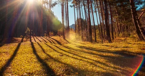 4k mountain evergreen pine tree forest time lapse at the summer or autumn time Stock Footage 288937405