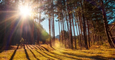 4k mountain evergreen pine tree forest time lapse at the summer or autumn time Stock Footage 293549694