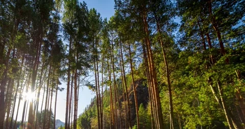 4k mountain evergreen pine tree forest time lapse at the summer or autumn time Stock Footage 310291467